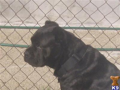 Italian Cane Corso Puppies for Sale